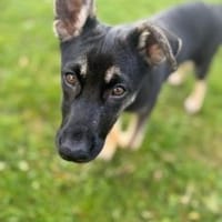 Pacita 40 cm (Nov 25) Pflegestelle, Hündin zur Adoption