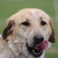 Courbet - sehr zutraulich u. liebenswert, Hund zur Adoption