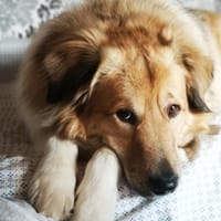 Pepper sucht ein neues Zuhause, Hund zur Adoption