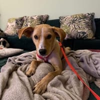 Kiani braucht Zeit, 50cm, 15kg, Hündin zur Adoption