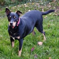 Pedro sucht sein Zuhause, Hund zur Adoption
