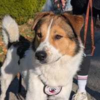 Faro - Kuschelprinz auf vier Pfoten, Hund zur Adoption