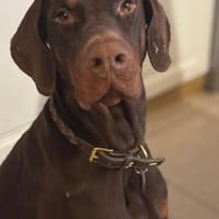 Jazz,  wünscht sich seine Familie, Hund zur Adoption