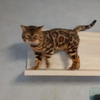 Bengo eine echte Schönheit, Kater zur Adoption