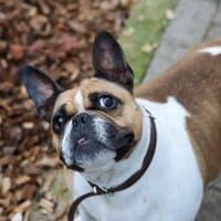 Lotte sucht ihre Menschen, Hündin zur Adoption