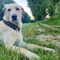 Athena - Hündin in Deutschland, Hündin zur Adoption