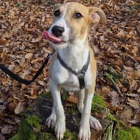 Lia - zauberhafte junge Hündin, Hündin zur Adoption