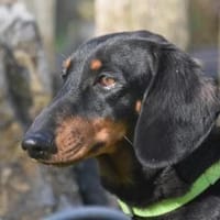 TORI, Hündin zur Adoption