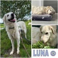 LUNA -möchte Einzelprinzessin werden-, Hündin zur Adoption