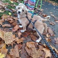 Jingle sucht seinen sicheren Hafen, Hund zur Adoption