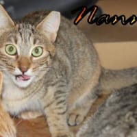 Vermittlungshilfe Nanni 86685 Huisheim, Katze zur Adoption