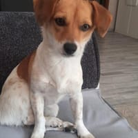 Finni, Hündin zur Adoption