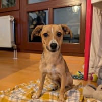 Lizzy, Hündin zur Adoption