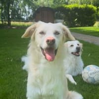 Oral - wartet in 58739 Wickede, Hund zur Adoption