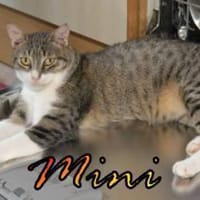 Vermittlungshilfe Mini - 48429 Rheine, Katze zur Adoption