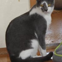 Vermittlungshilfe Senshi-86685 Huisheim, Kater zur Adoption
