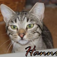 Vermittlungshilfe Hanni - 86685 Huisheim, Katze zur Adoption