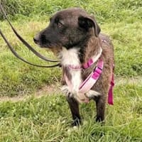 ROSETTA - auf Pflegestelle in Bayern, Hündin zur Adoption