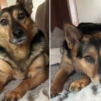 Schenkst du Eva dein Herz?, Hündin zur Adoption