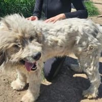 Bärchen: sein Name ist Programm, Hund zur Adoption