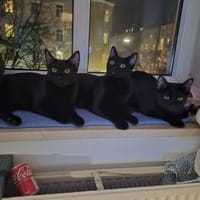 Schwarze Kitten suchen Zuhause, Kater zur Adoption