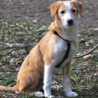 Orlando sucht seine Lieblingsmenschen, Hund zur Adoption