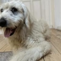 Gewinnst du Bertils Vertrauen?, Hund zur Adoption