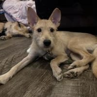 Sie ist Dein Schatten :), Hündin zur Adoption