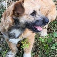 Kleine Pebbles sucht ihr Glück, Hündin zur Adoption