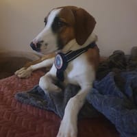 Zuhause gesucht für Ivy, Hündin zur Adoption