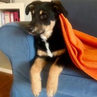 Nola Welpe sucht ihre Familie, Hündin zur Adoption