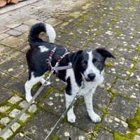 Mila Welpe sucht ihre Familie, Hündin zur Adoption