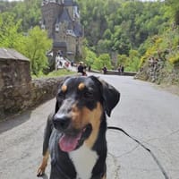 Goldie, Hündin zur Adoption