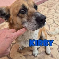Kirby, kleiner, trauriger,  lieber Hund, Hund zur Adoption
