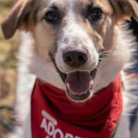 Kuschelbär Quinny sucht seine Familie, Hund zur Adoption