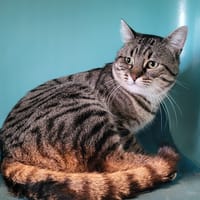 HARRY, chat à adopter