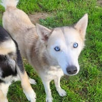 NESKA, chienne à adopter