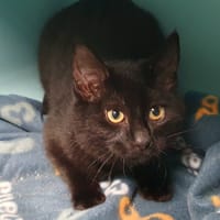 CHOKY CHA, chat à adopter