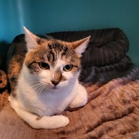 HERMIONE, chatte à adopter