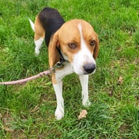 VAUBAN, chien à adopter