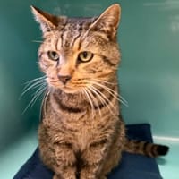 JAIPOUR, chat à adopter