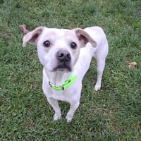 OWHITE, chien à adopter