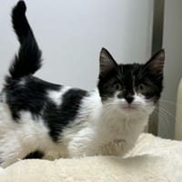 SHEENA, chatte à adopter
