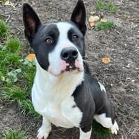 JANIS, chienne à adopter