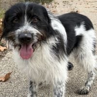 James, chien à adopter