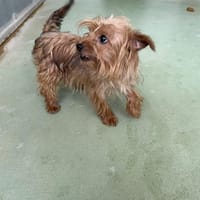 ZORA, chienne à adopter