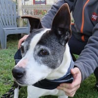 IVIE, chienne à adopter