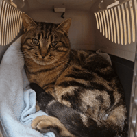 VIPER, chat à adopter