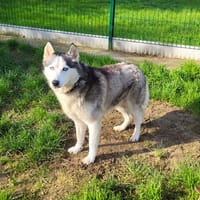 IRINA, chienne à adopter