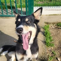 AZA, chienne à adopter